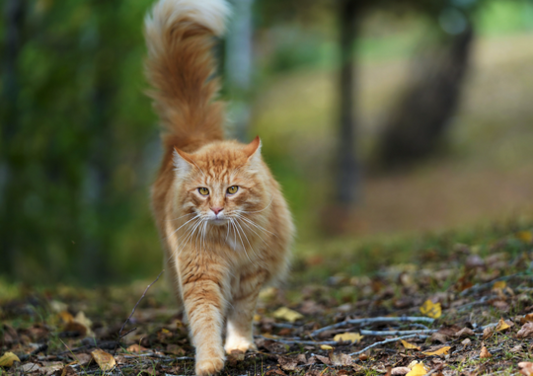 Conjonctivite chez le Chat - Choisir le Bon Traitement