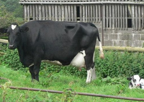 Que Votre Vache de Downer Vous dit-elle ? Est-il un problème de Troupeau ?