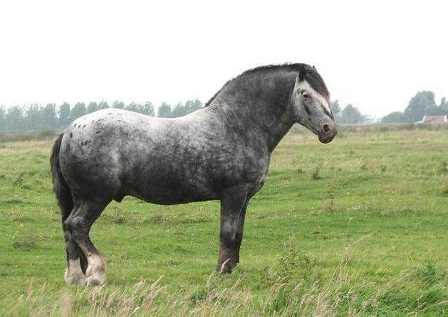 Equine Metabolic Syndrome: The 2019 Consensus Statement