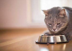 Feline CKD diets: when and how to use them