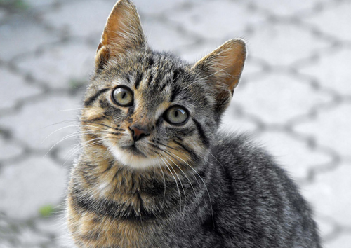 Clinical implications of new understanding of the regulation of phosphorus homeostasis in cats