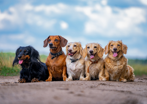 Your patients are unique; biological variation in clinical practice