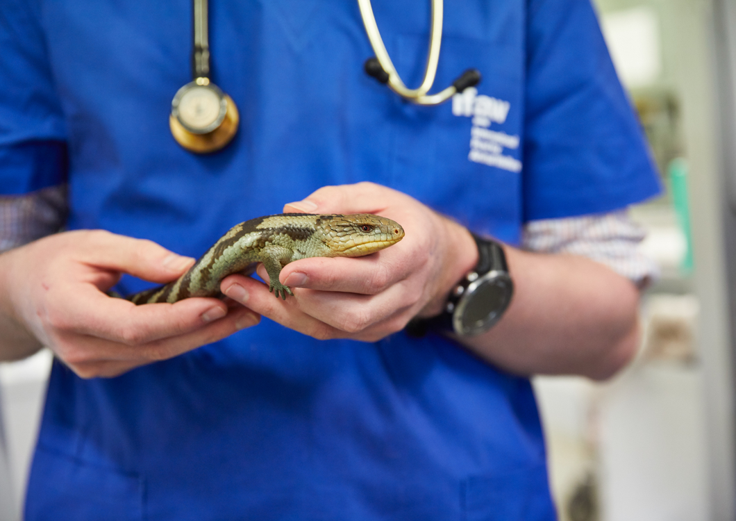 Saving lives - managing the emergency exotic patient in general practice