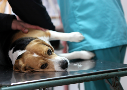 When rest, NSAIDs and crossed fingers don't work - a logical diagnostic approach to the persistently lame dog or cat