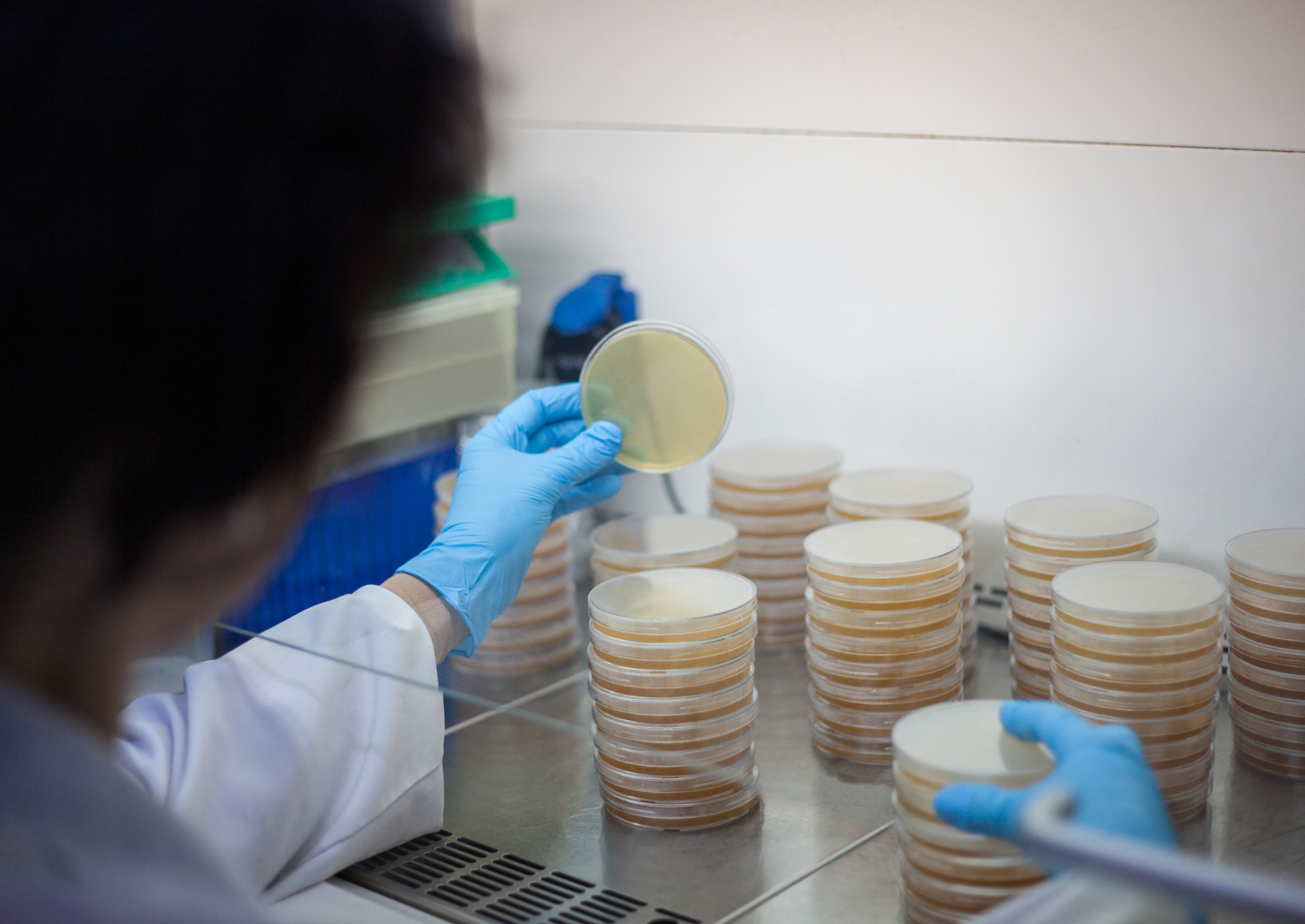 Thoroughly modern microbiology - bringing veterinary culture & suscept ...