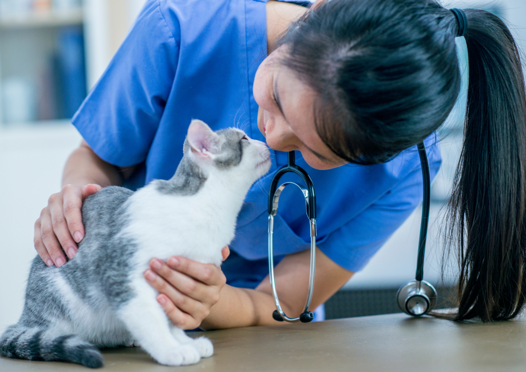 Anaesthetising cats vs dogs – how are they different?