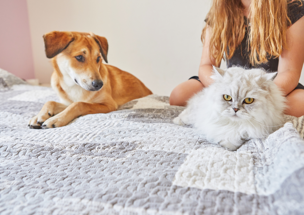 Can they be friends? Unravelling issues of social tension in the home