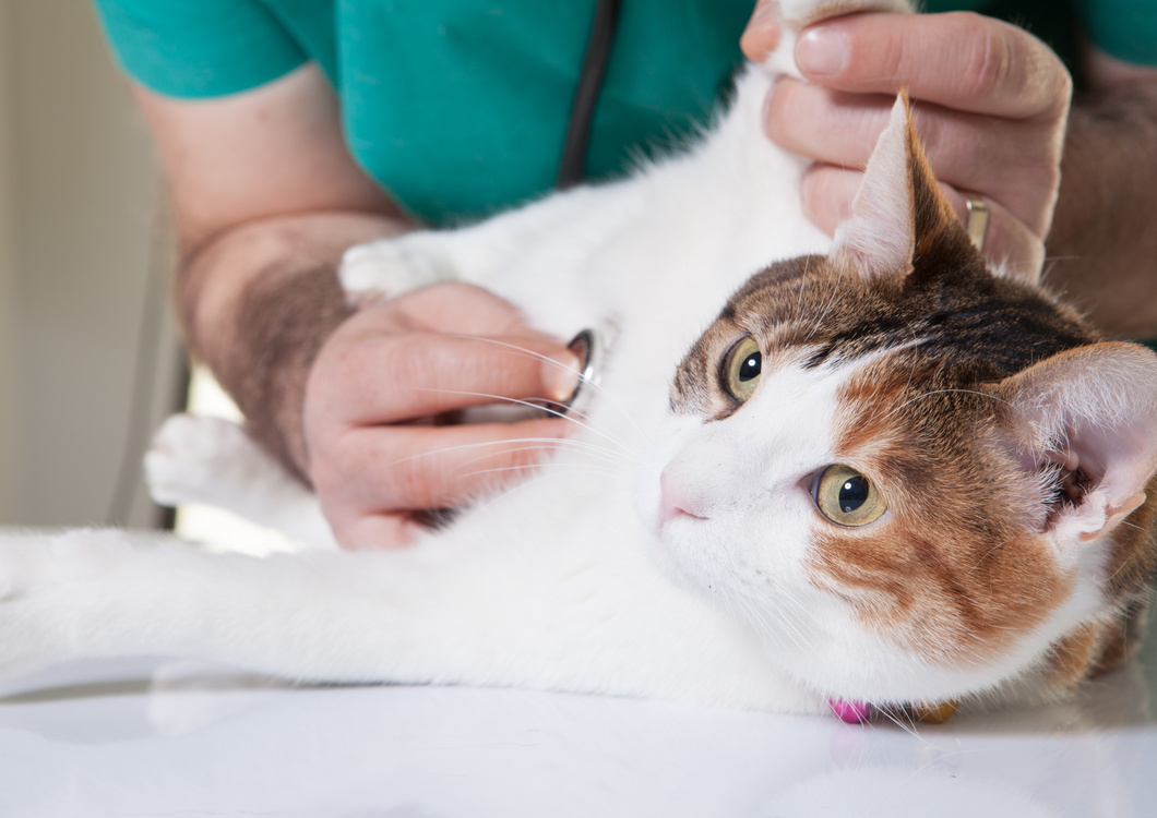 Managing feline trauma - a multi-disciplinary approach