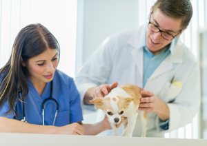 The vet/nurse team: Why not? Complications in the OR - reflections from the surgical team