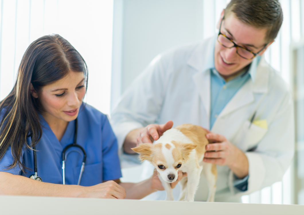 The vet/nurse team: Why not? Complications in the OR – reflections from the surgical team
