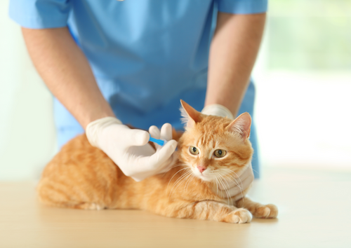 Cats and drugs - are they just small dogs?