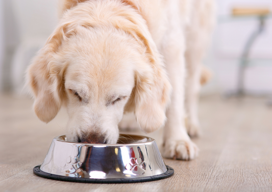 Vet-powered pet food: The Omni story