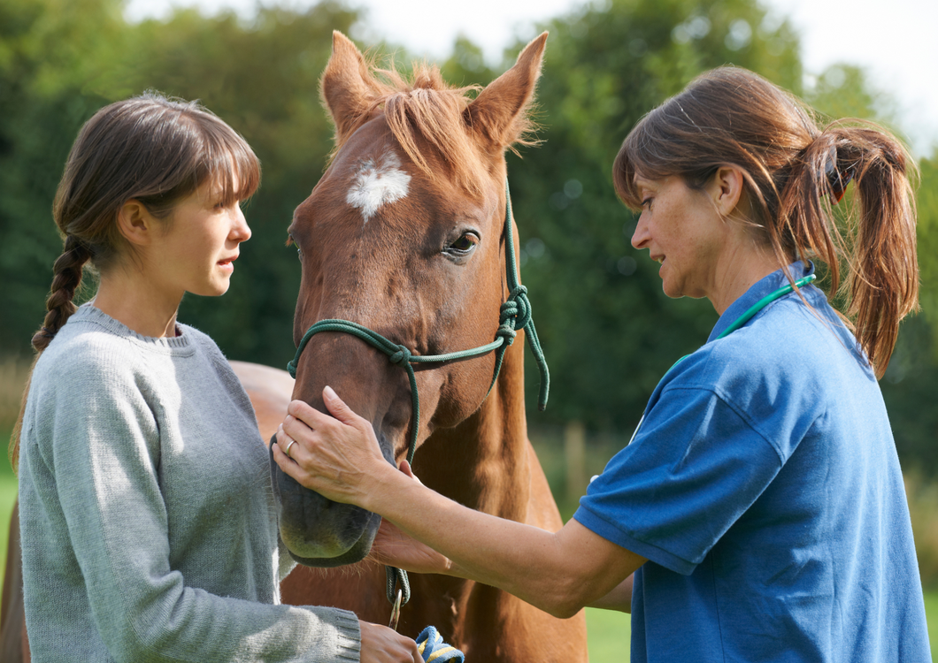 On shaky ground: How to take great radiographs in equine ambulatory practice.