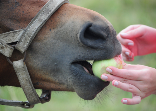 A pro-active approach to laminitis