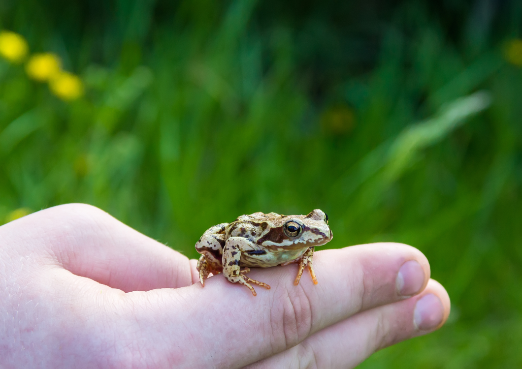 Wooldridge - How kissing a frog can save your life - why doctors should learn from vets