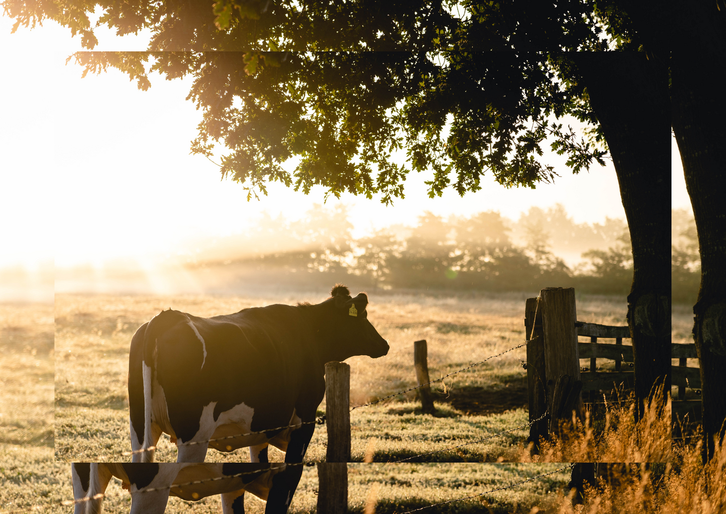 What is the price of animal welfare? How the cost of living crisis will impact all creatures great and small in association with AWF