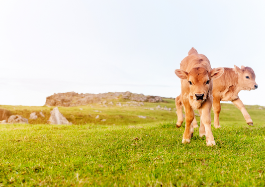 Approaches to the out of hours calving; When, what, how and why?