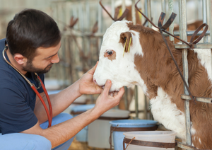 Responsible use of medicines in farm animals (anthelmintics and antibiotics)