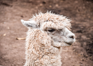 Basic camelid medicine and surgery