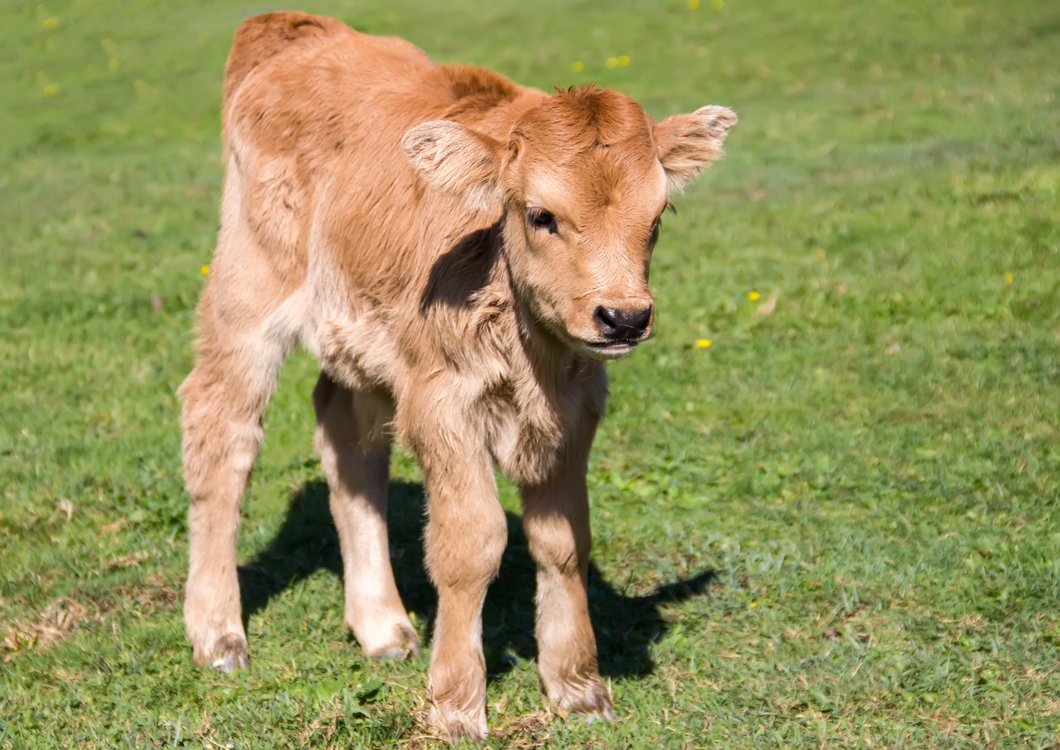 The coughing calf