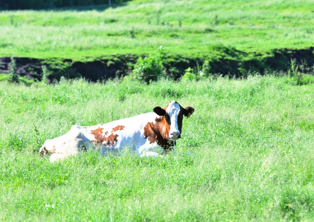 Managing the down cow, individually and at herd level