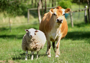 Cattle and sheep obstetric emergencies: Top tips from the frontline