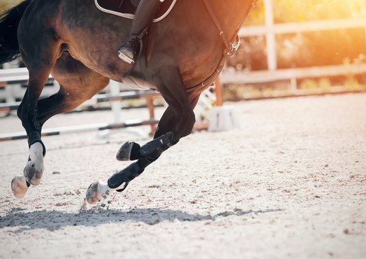 Conventional and unconventional methods for recovery and rehabilitation in the Sports Horse