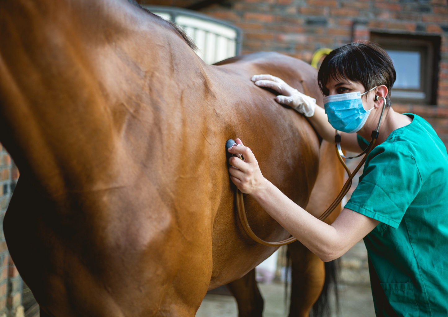 Hearts matter - Cardiology for the competition horse