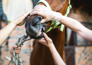 How much is too much? Managing dental disorders in the geriatric horse