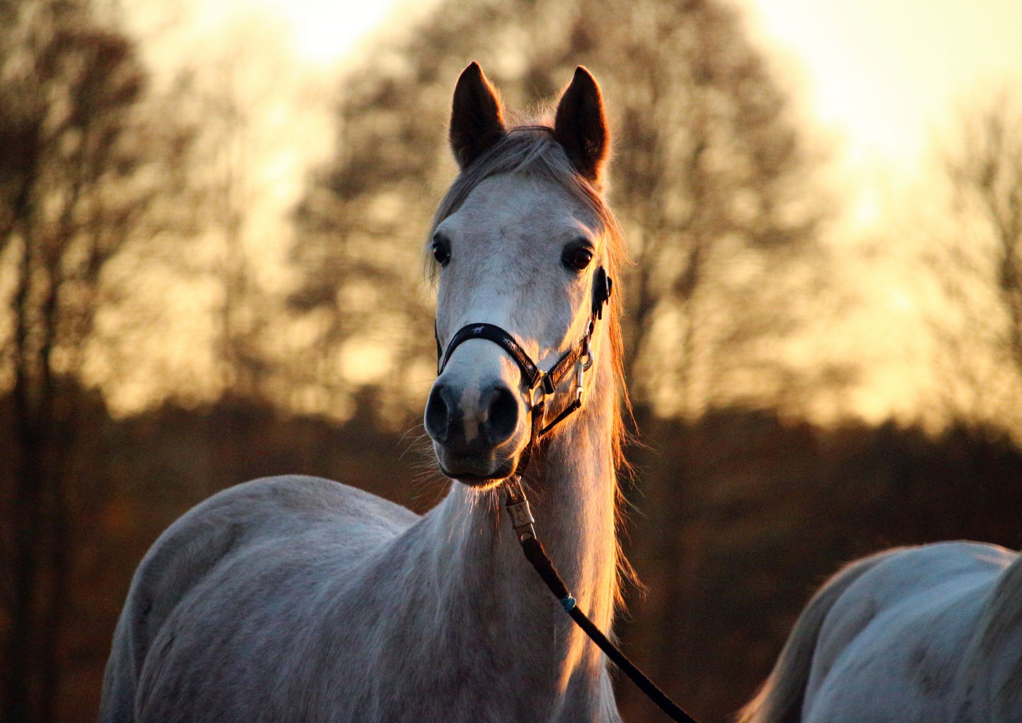 Assessment and management of the recumbent horse in the field