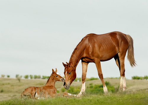 Tips & Tricks for Problem Mares