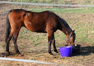 Equine obesity: Pathophysiology, consequences and how to tackle it