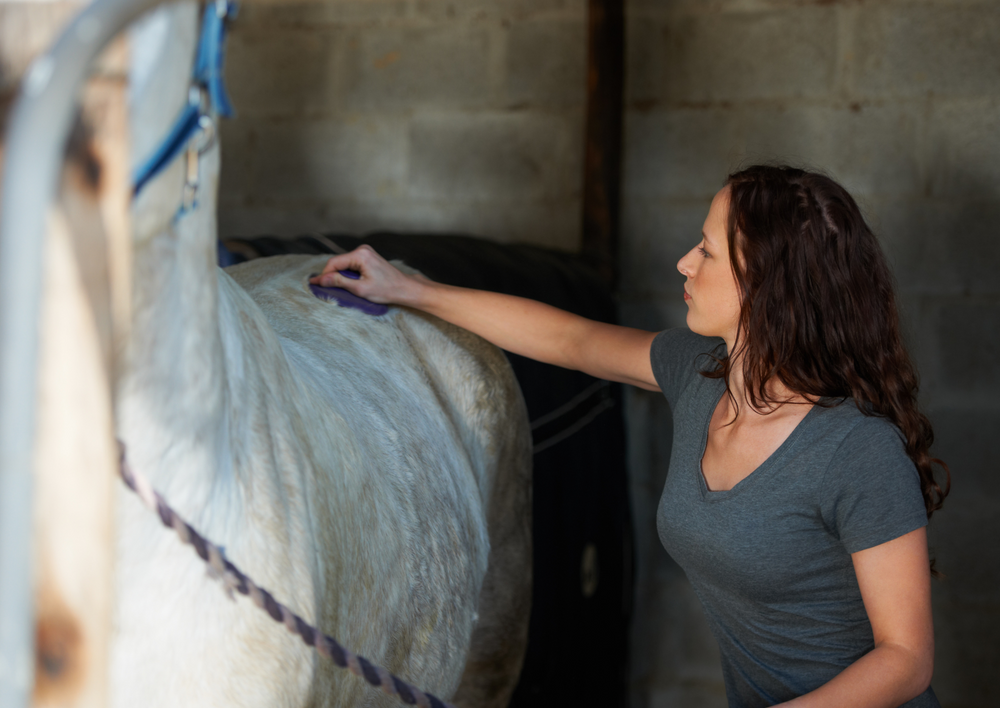 Equine dermatology - getting the basics right