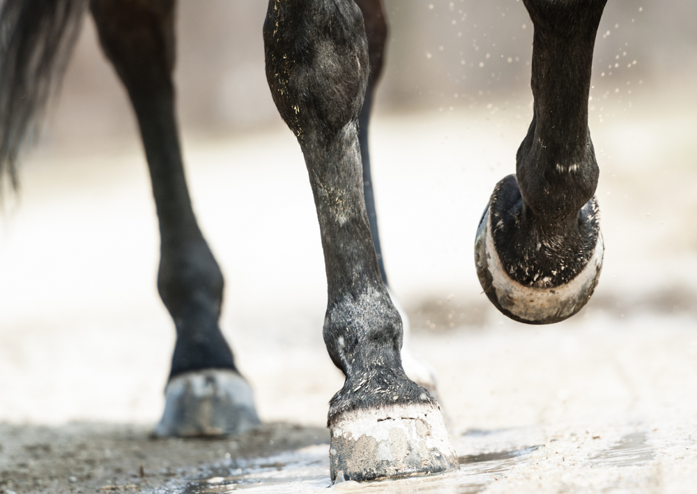 No foot, no horse - how to take and interpret foot radiographs