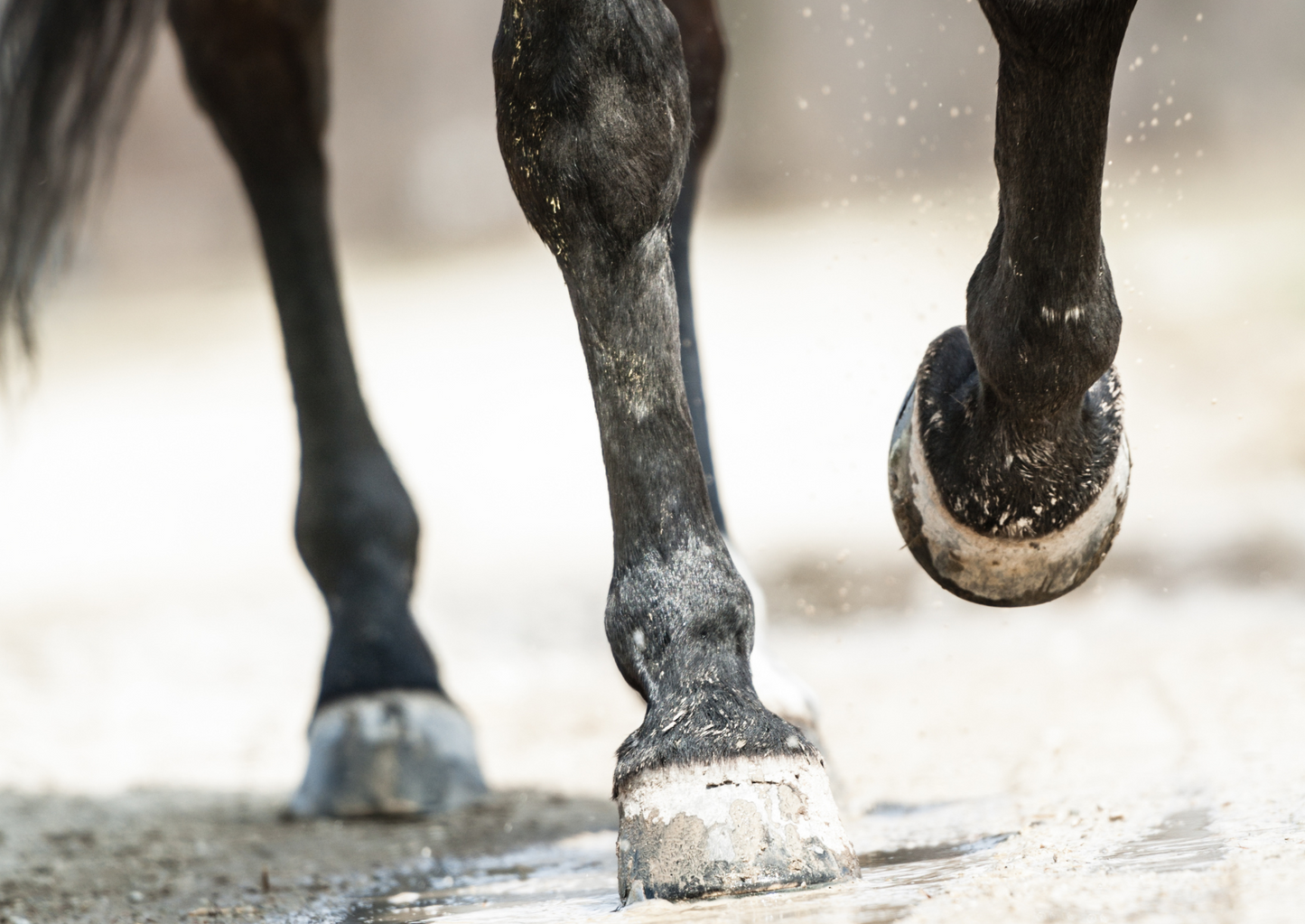 No foot, no horse - how to take and interpret foot radiographs