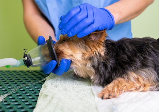 Let's save the planet one anaesthetic at a time - Low-Flow Anaesthesia