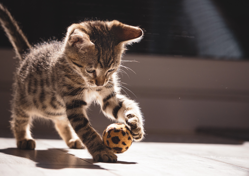 Diagnosing FeLV