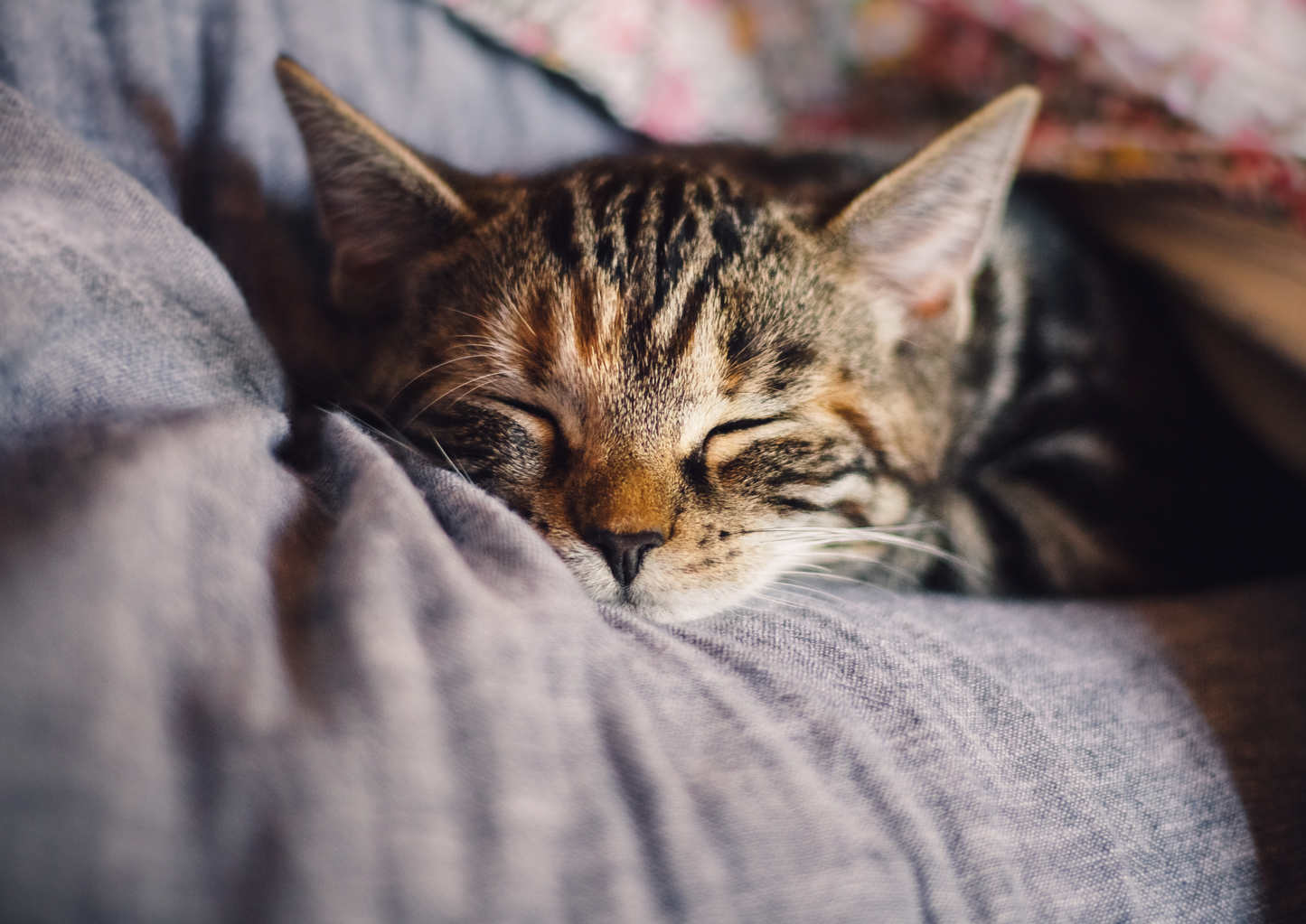 Feline Mycobacterial disease: TB or not TB? that is the question.