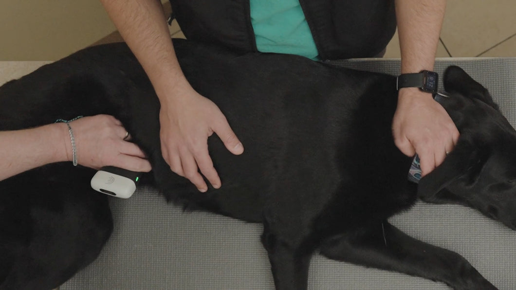 Veterinary POCUS: Rapidly assessing acute abdominal conditions using the 5-point abdominal point-of-care ultrasound (APOCUS) exam