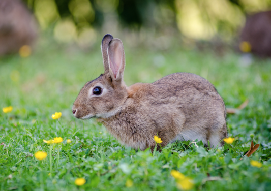 Mon Lapin Eternue | Est-Ce Vraiment du Coryza?