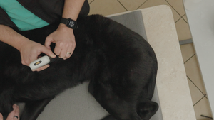 Veterinary POCUS: Diagnosing Canine Pericardial Effusion in Seconds