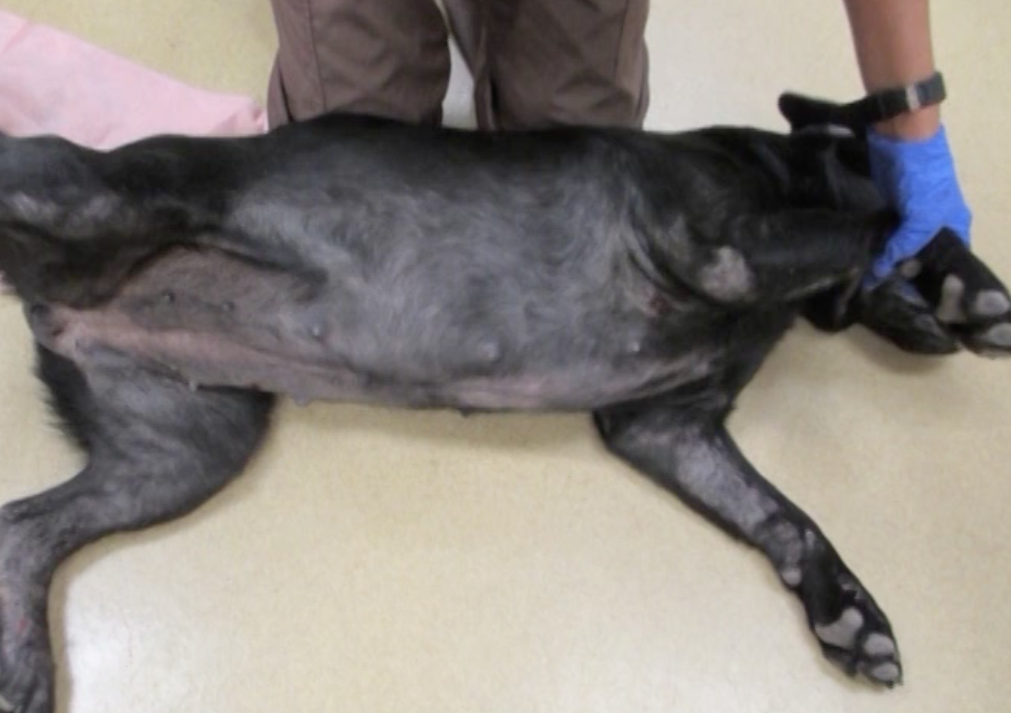Atopic Dermatitis; ICADA Treatment Recommendations – Vet Show Academy
