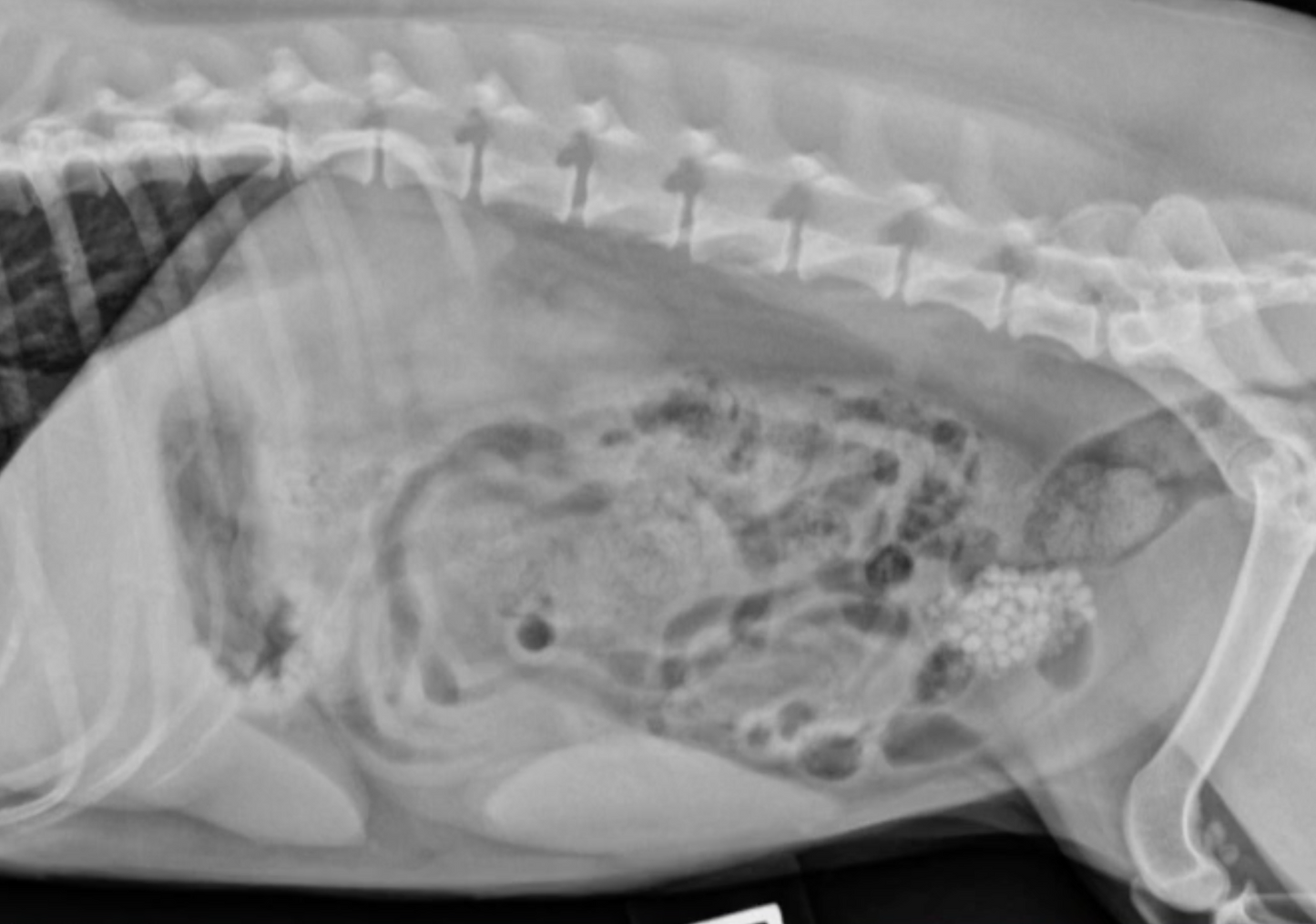 Canine Urology - Incontinence and Urolithiasis