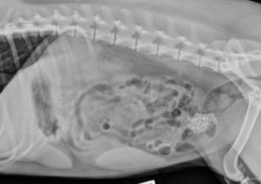 Canine Urology - Incontinence and Urolithiasis