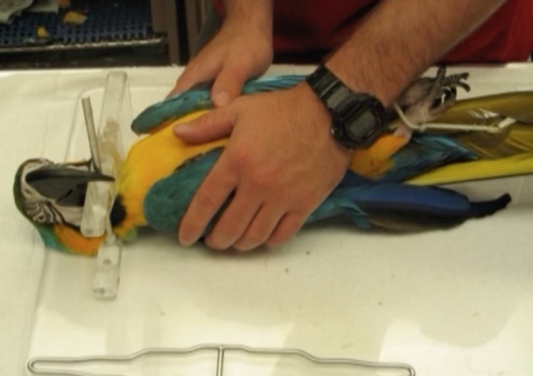 Come Fly With Me - The Guide to Avian Diagnostics