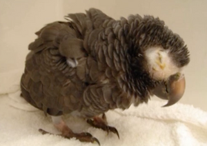 Don't Let the Treatment Fly Out of Your Head - Challenging Avian Cases