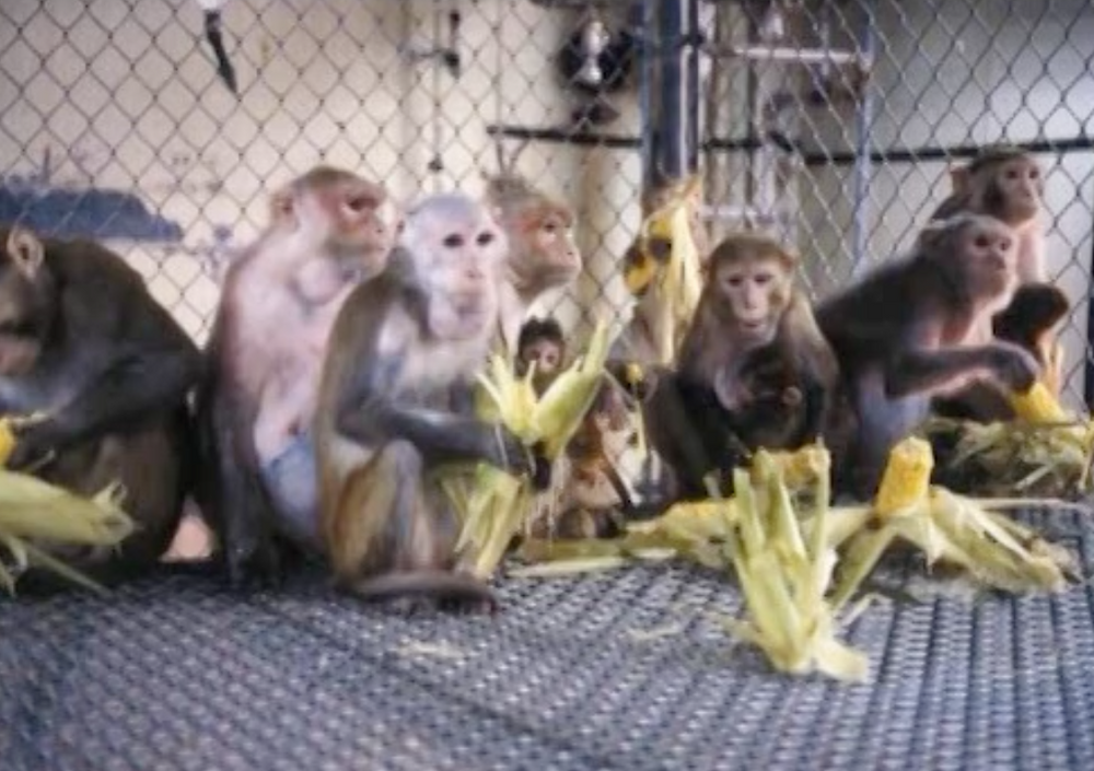 Enrichissement pour les animaux de recherche