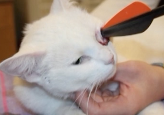 Gory made Good Proptosis, Enucleation, Corneal Foreign Bodies