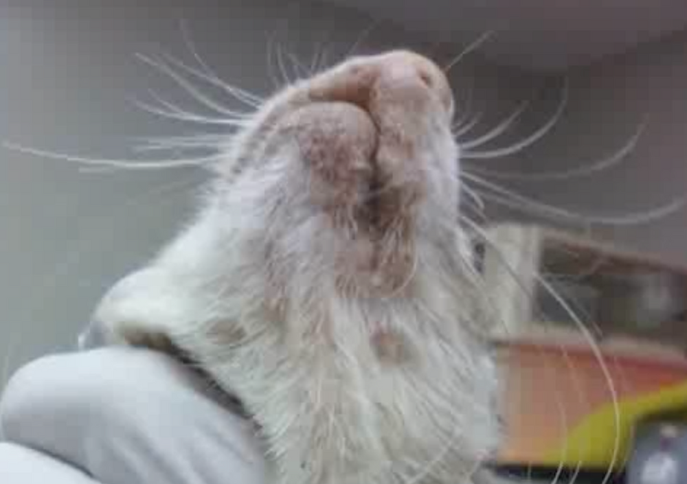 Heavy Breathing - Small Mammal Respiratory Disease