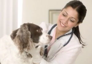 IMHA for the Veterinary Technician